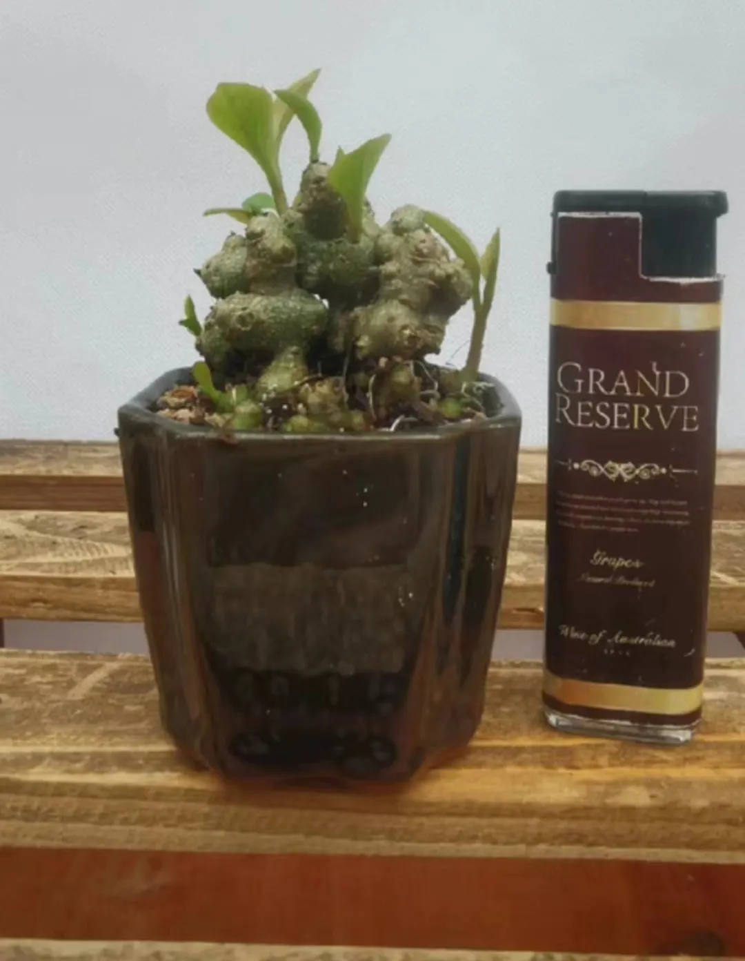 plant Aeonium Echeveria Haworthia  Caudex  Lithops Cactus  Agave 