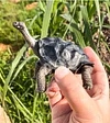 Tortoise Tortoise Model Resin Yada Angoloka Radiated Tortoise Ornaments Landscaping