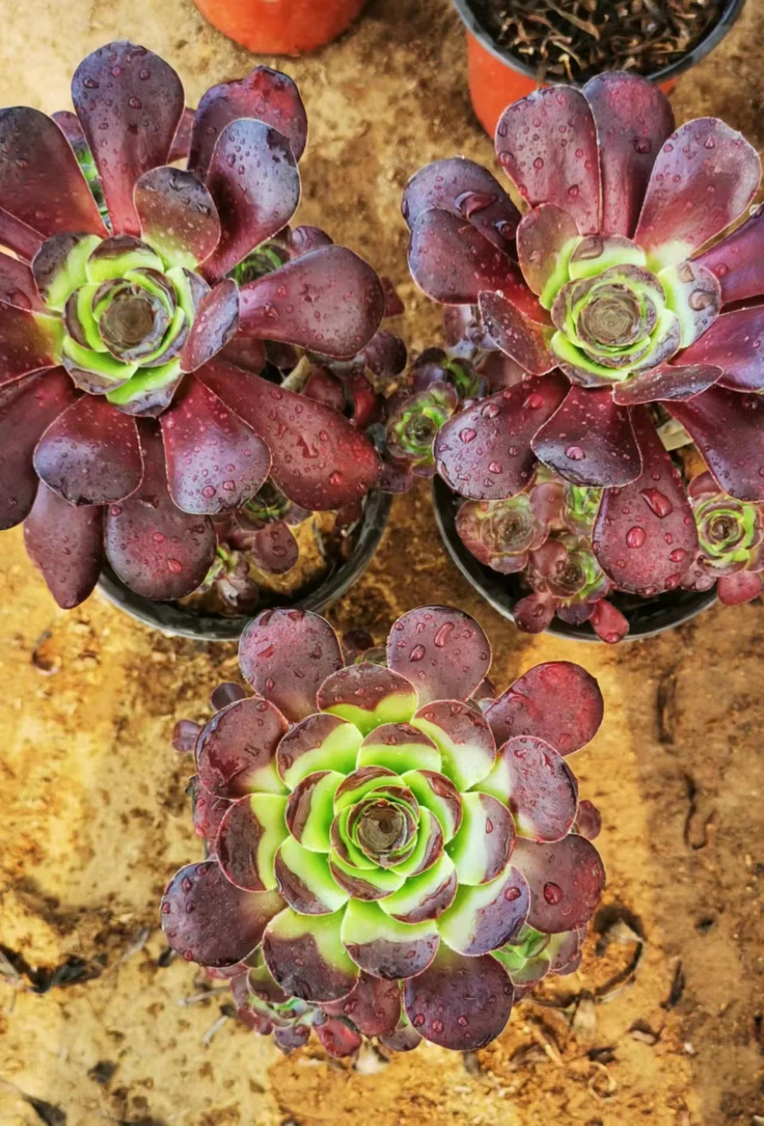 plant Aeonium Echeveria Haworthia  Caudex  Lithops Cactus  Agave 