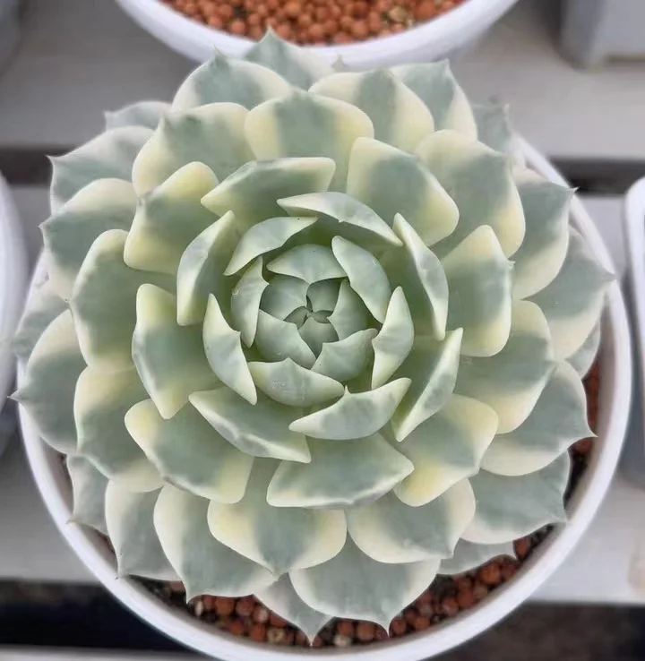 plant Aeonium Echeveria Haworthia  Caudex  Lithops Cactus  Agave 