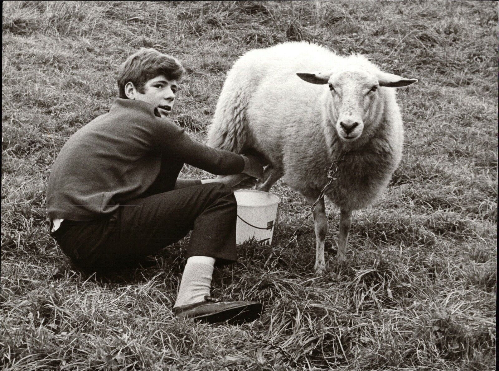 Heintje With Sheep - Vintage Press Photo Poster painting Norbert Unfried (U-6655