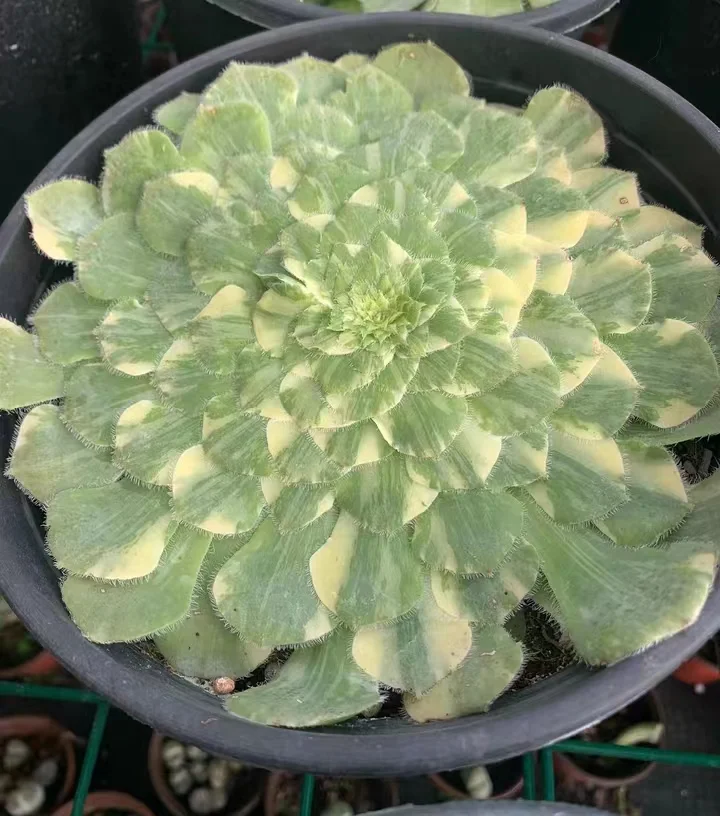 203. Mirror brocade cutting 6-8cm / Aeonium cutting/ Aeonium plants / Garden landscape / Carefully select healthy plants