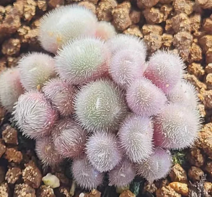 860.  Subsp  small cluster  20 heads / Lithops and Conophytum  /  Succulent plants / Garden landscape / Carefully select healthy plants