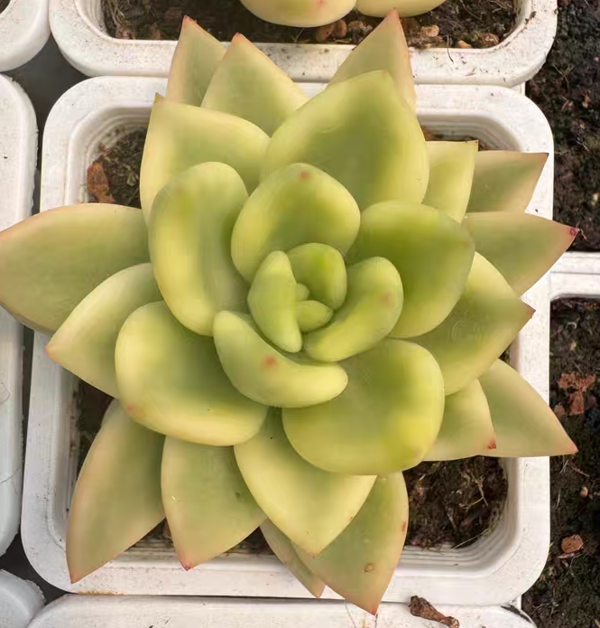 plant Aeonium Echeveria Haworthia  Caudex  Lithops Cactus  Agave 