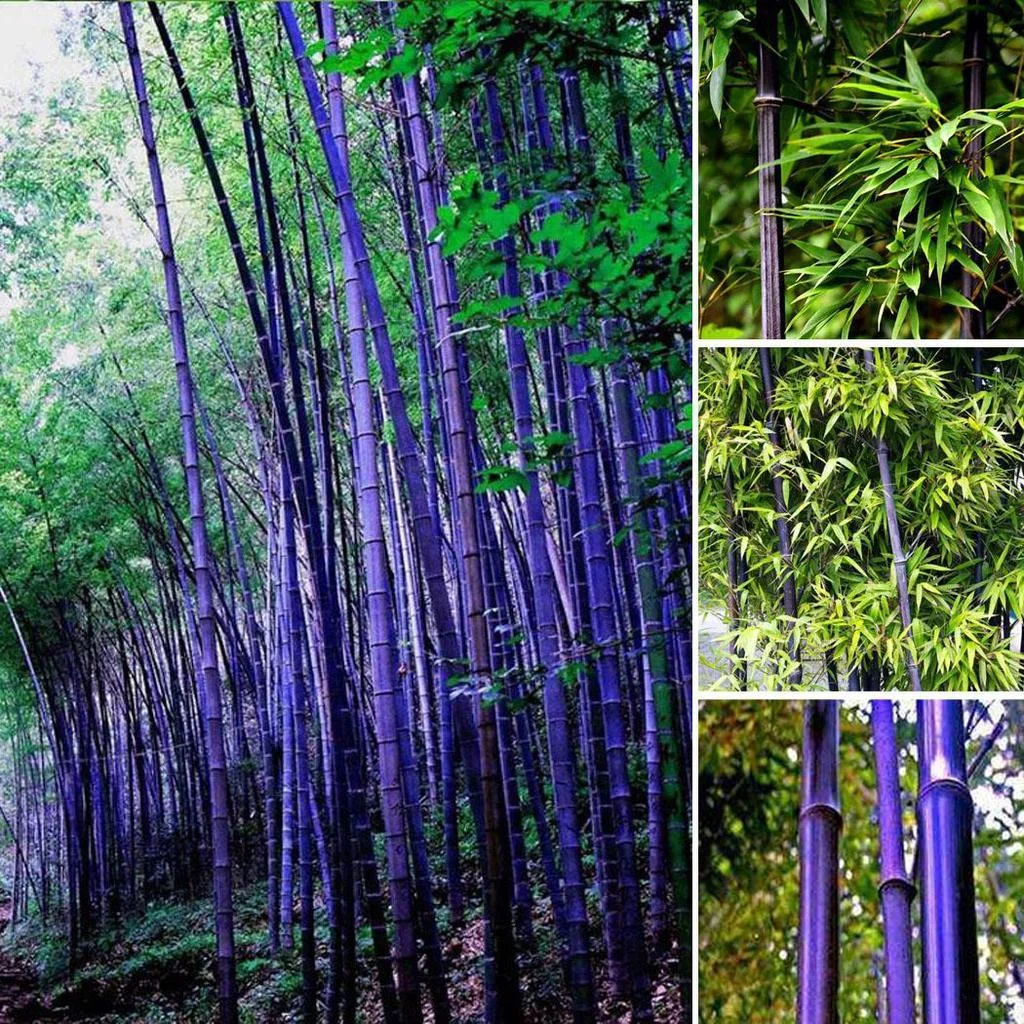 🎋RARE Purple Bamboo