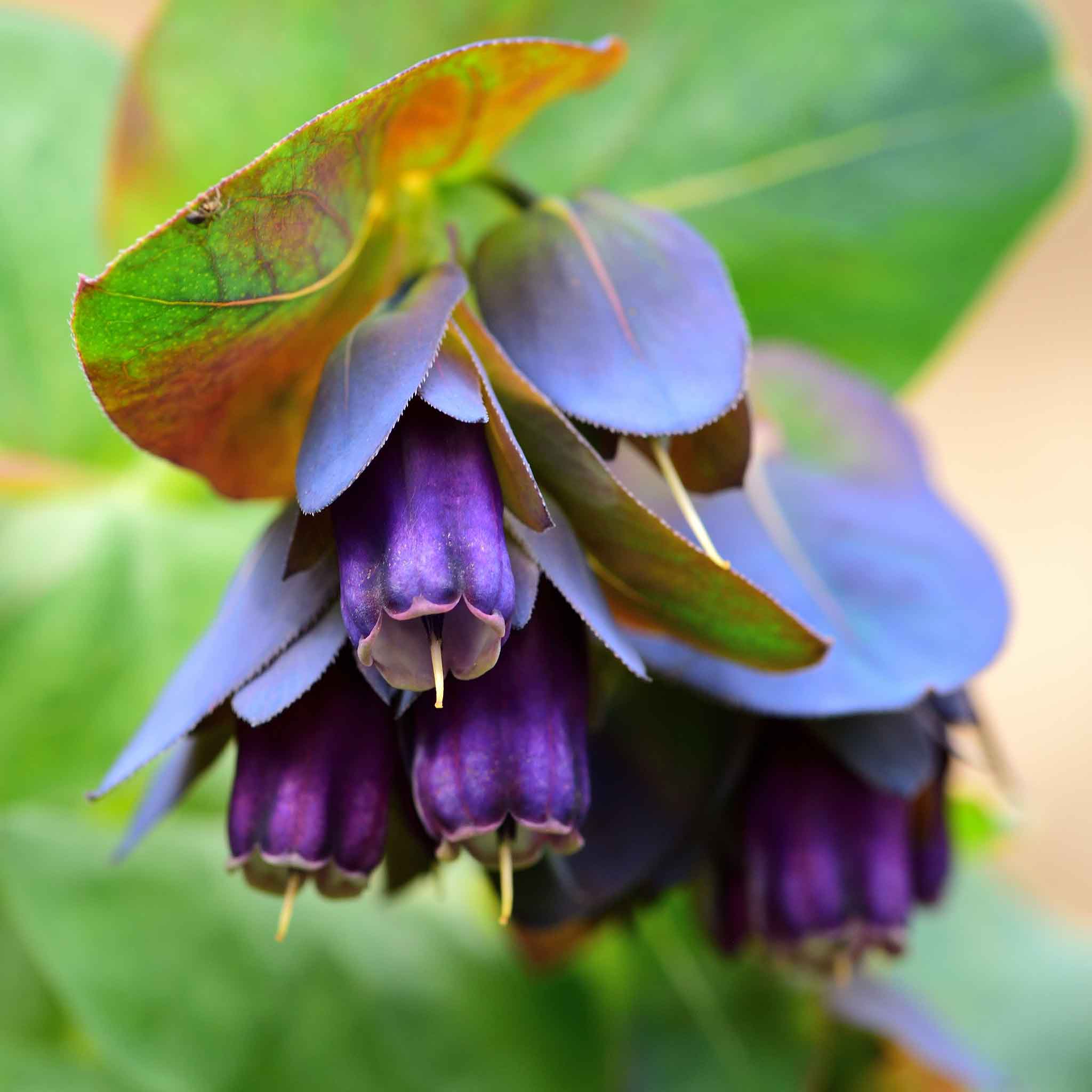 Honeywort Seeds - Purple Jonyparkseed®