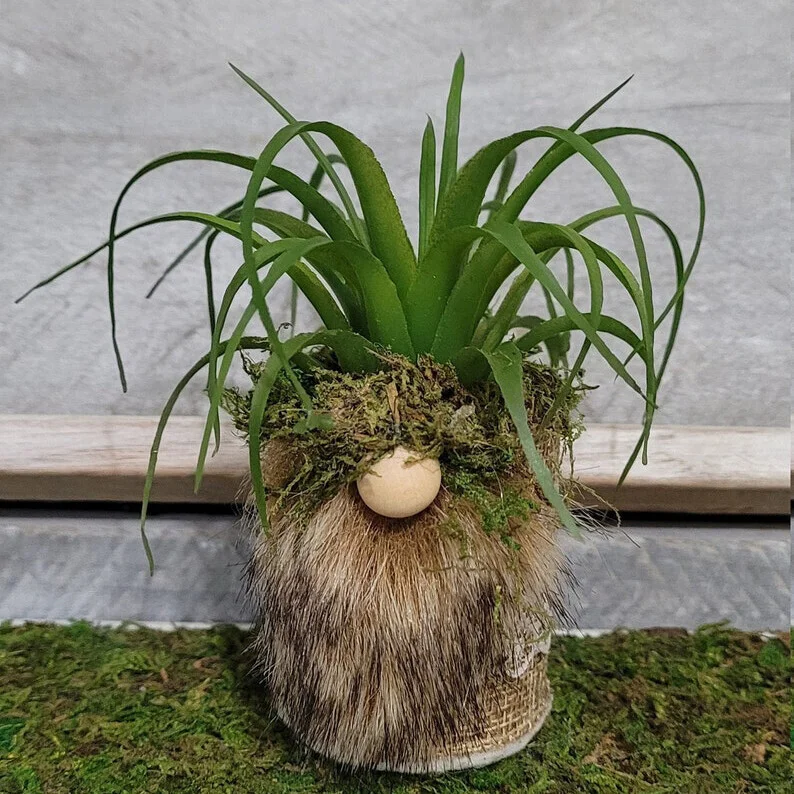 🌱Succulent Gnome.
