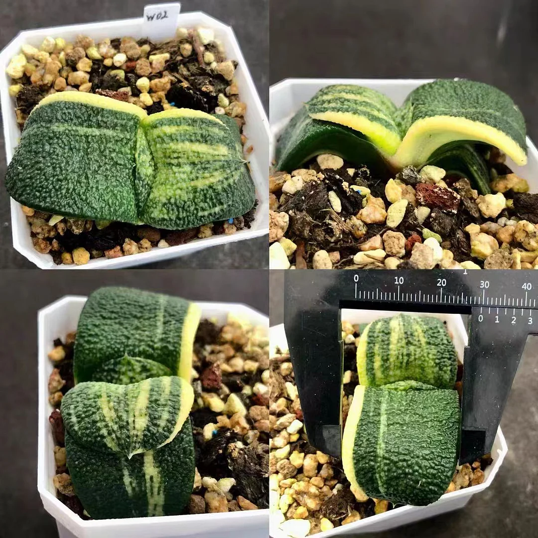 plant Aeonium Echeveria Haworthia  Caudex  Lithops Cactus  Agave 