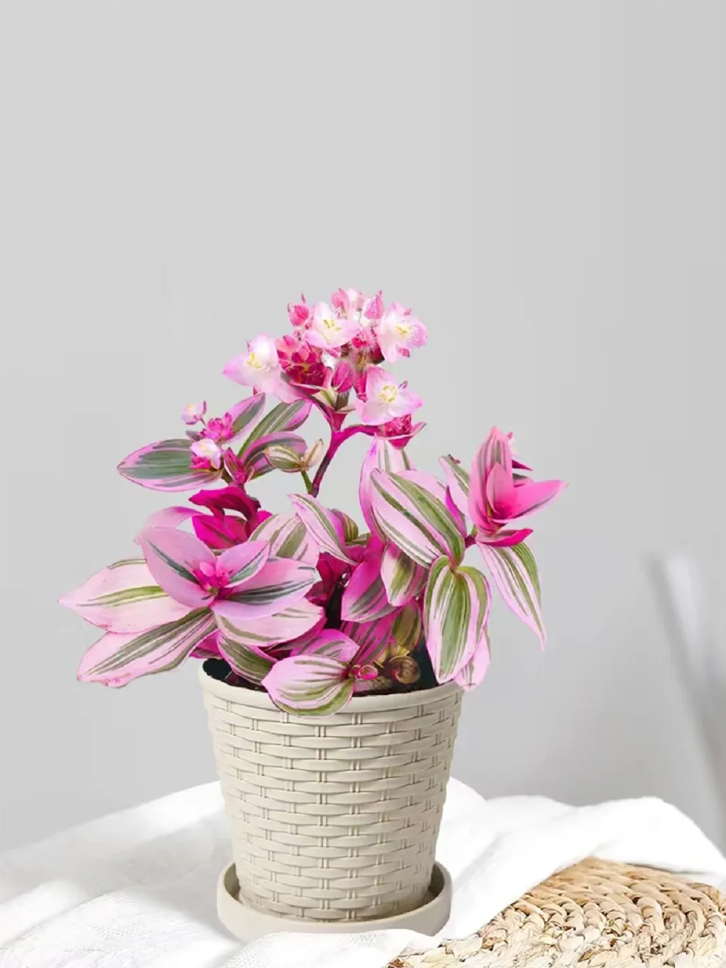 Oil painting wedding spider plant