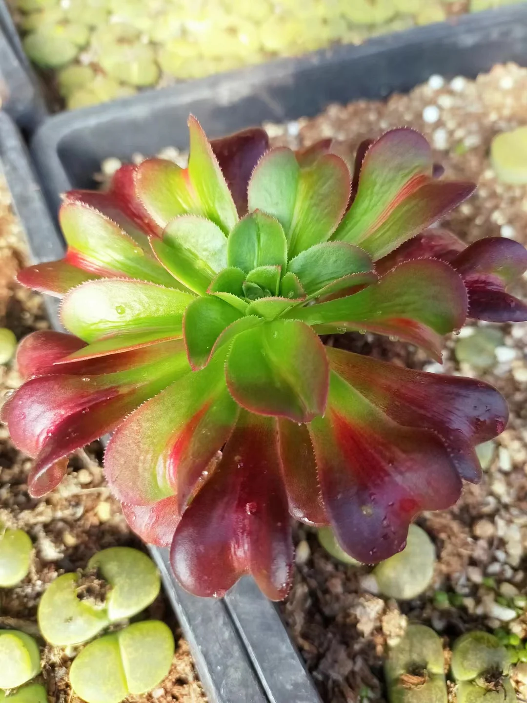 plant Aeonium Echeveria Haworthia  Caudex  Lithops Cactus  Agave 