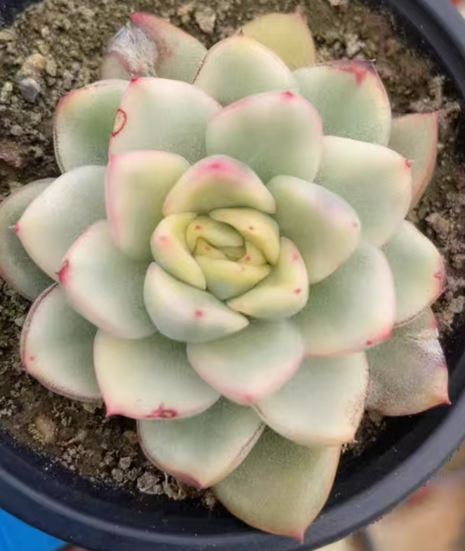 plant Aeonium Echeveria Haworthia  Caudex  Lithops Cactus  Agave 