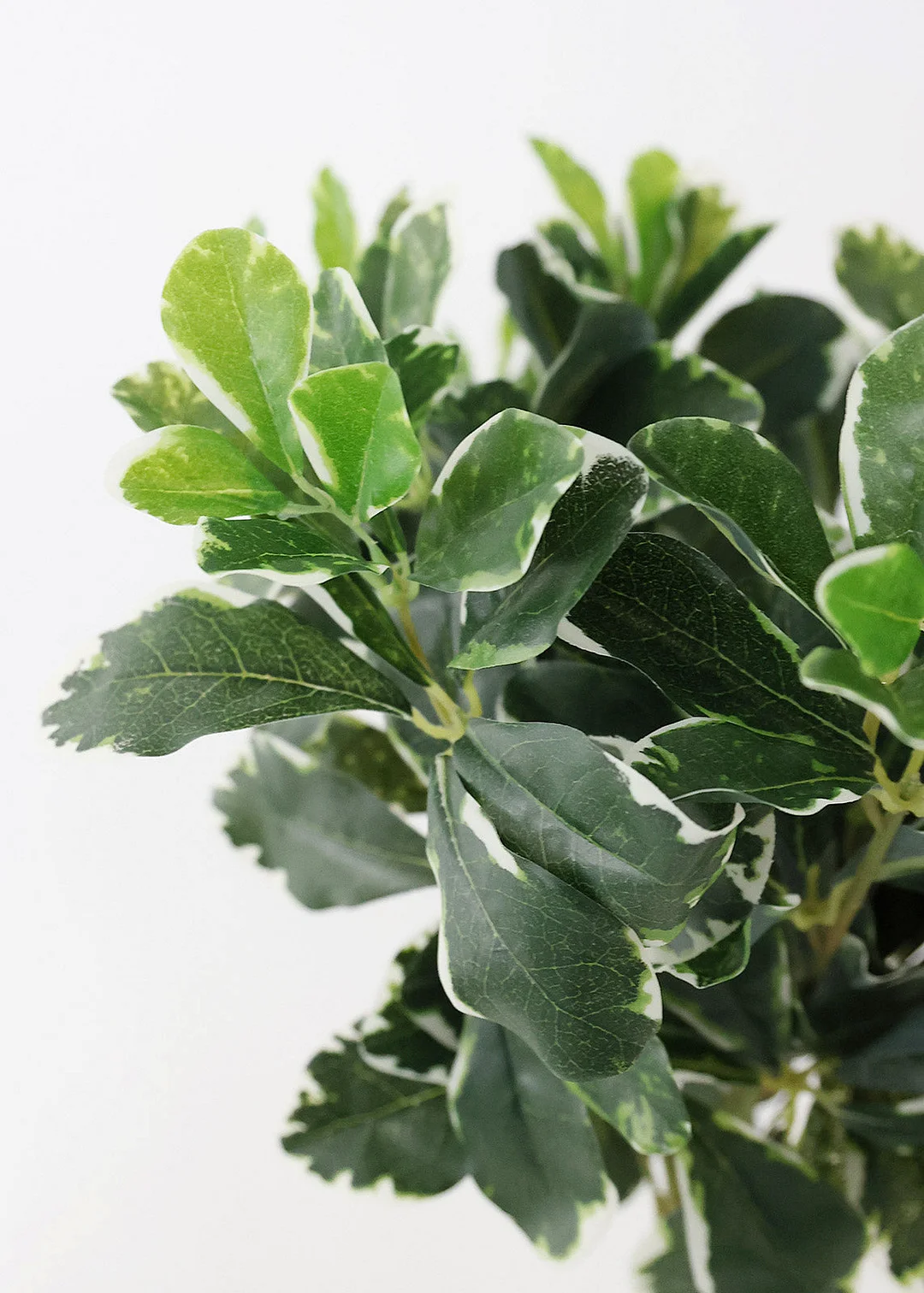 UV Protected Indoor/Outdoor Baby Schefflera - 16.5"