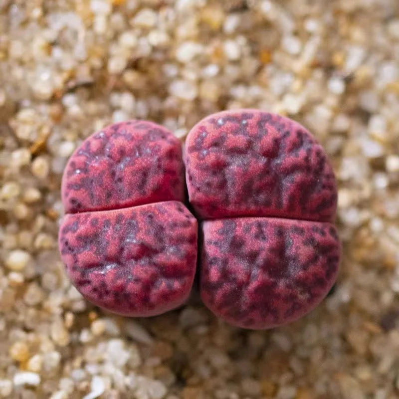 plant Aeonium Echeveria Haworthia  Caudex  Lithops Cactus  Agave 