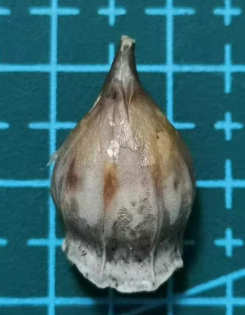 plant Aeonium Echeveria Haworthia  Caudex  Lithops Cactus  Agave 