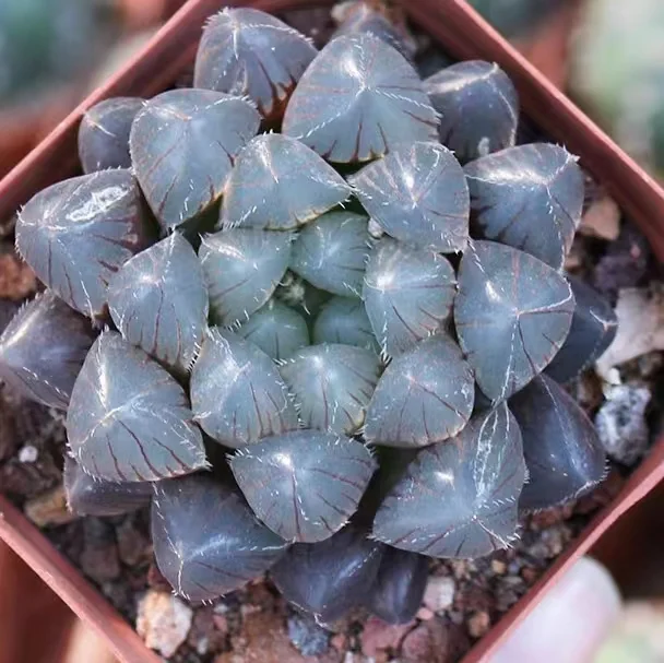 hts2.Haworthia 'Kyodai Akasen Lens 4-5cm/ Haworthia/ Succulent plants / Garden landscape / Carefully select healthy plants