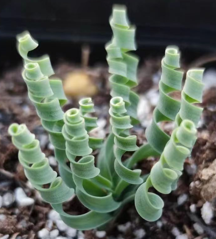 plant Aeonium Echeveria Haworthia  Caudex  Lithops Cactus  Agave 