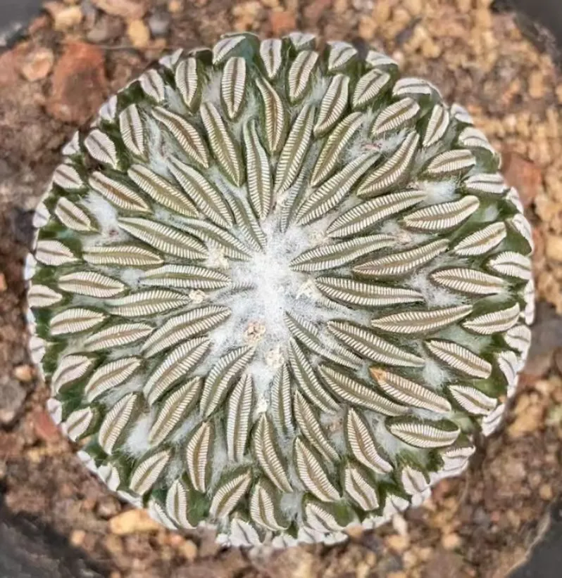 plant Aeonium Echeveria Haworthia  Caudex  Lithops Cactus  Agave 
