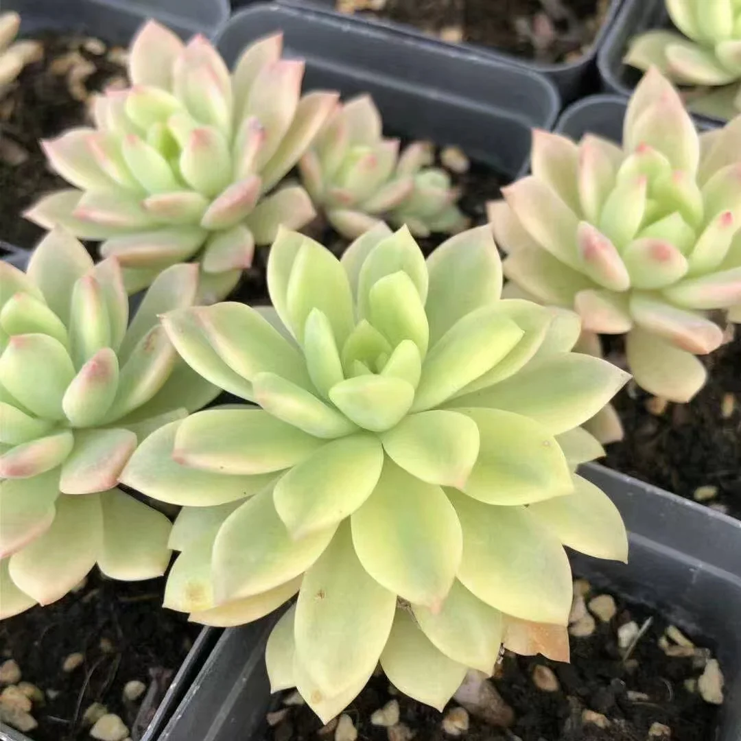 plant Aeonium Echeveria Haworthia  Caudex  Lithops Cactus  Agave 