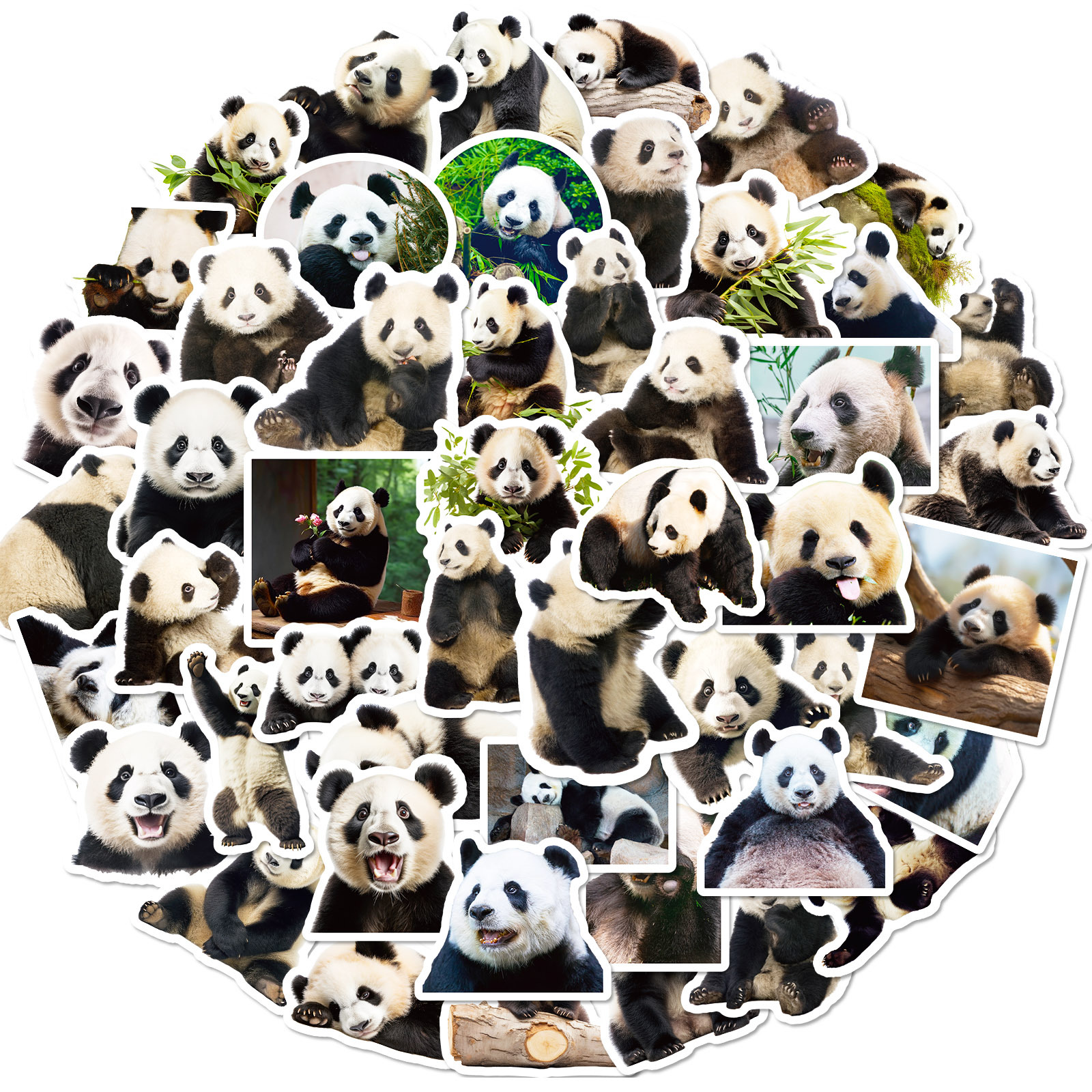 Panda Paradise: 50 Expressive Realistic Stickers for Tech & Drinkware