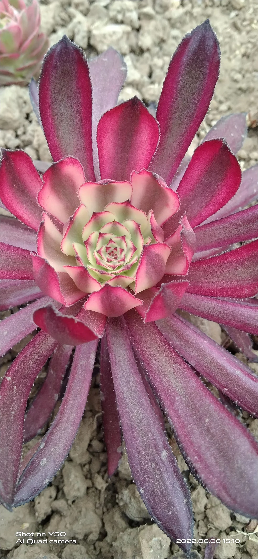 plant Aeonium Echeveria Haworthia  Caudex  Lithops Cactus  Agave 