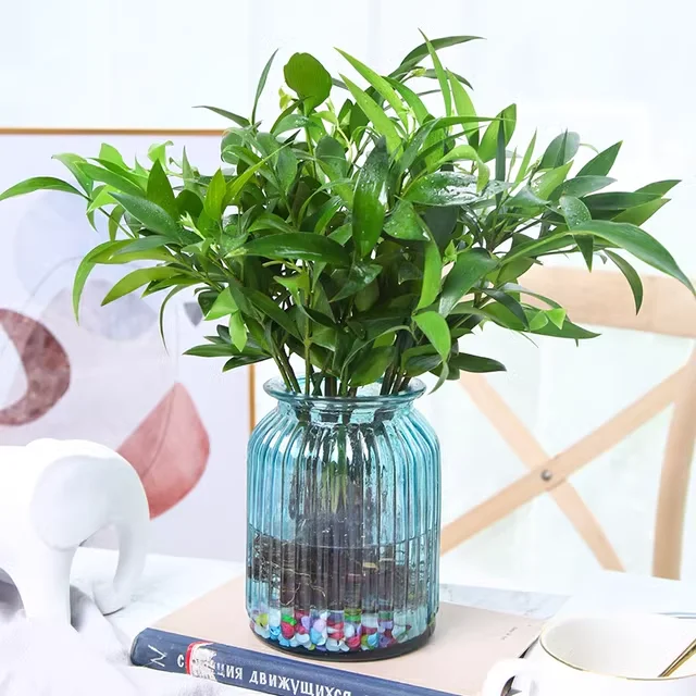 Bamboo Cypress-Mosquito Repellent Bamboo