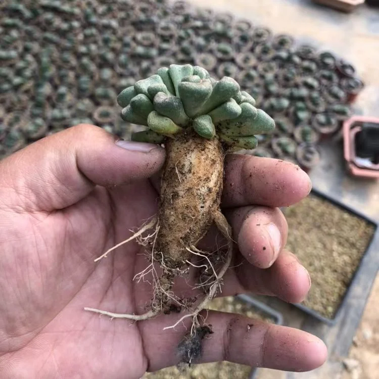 plant Aeonium Echeveria Haworthia  Caudex  Lithops Cactus  Agave 