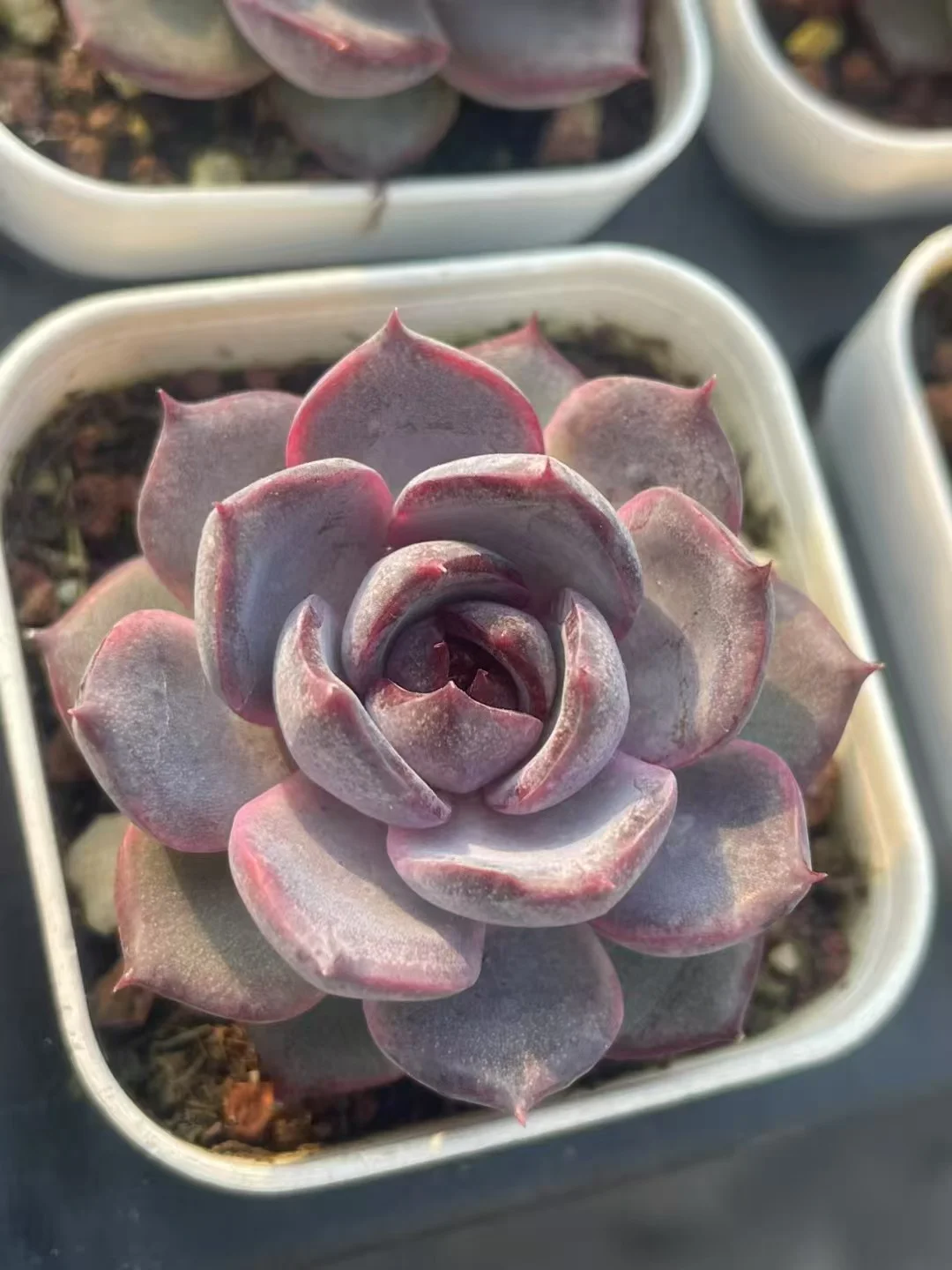 plant Aeonium Echeveria Haworthia  Caudex  Lithops Cactus  Agave 