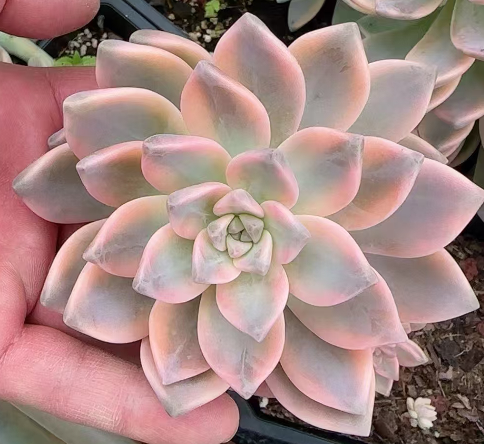 plant Aeonium Echeveria Haworthia  Caudex  Lithops Cactus  Agave 