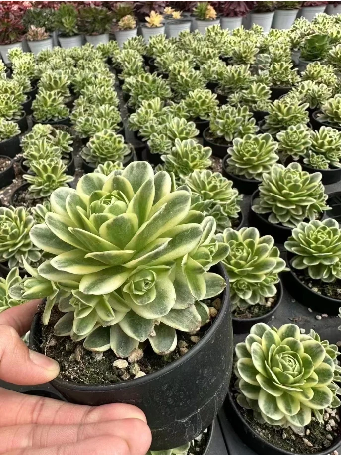 plant Aeonium Echeveria Haworthia  Caudex  Lithops Cactus  Agave 