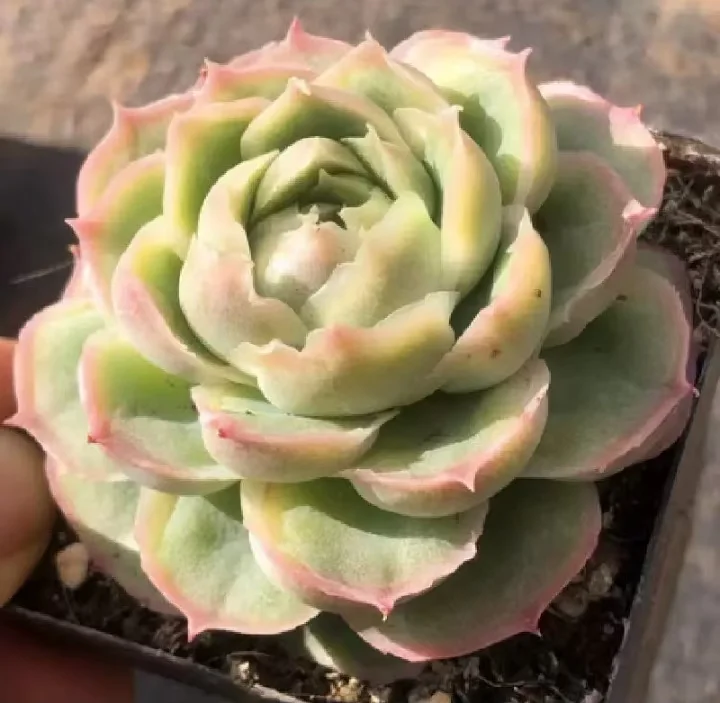 plant Aeonium Echeveria Haworthia  Caudex  Lithops Cactus  Agave 