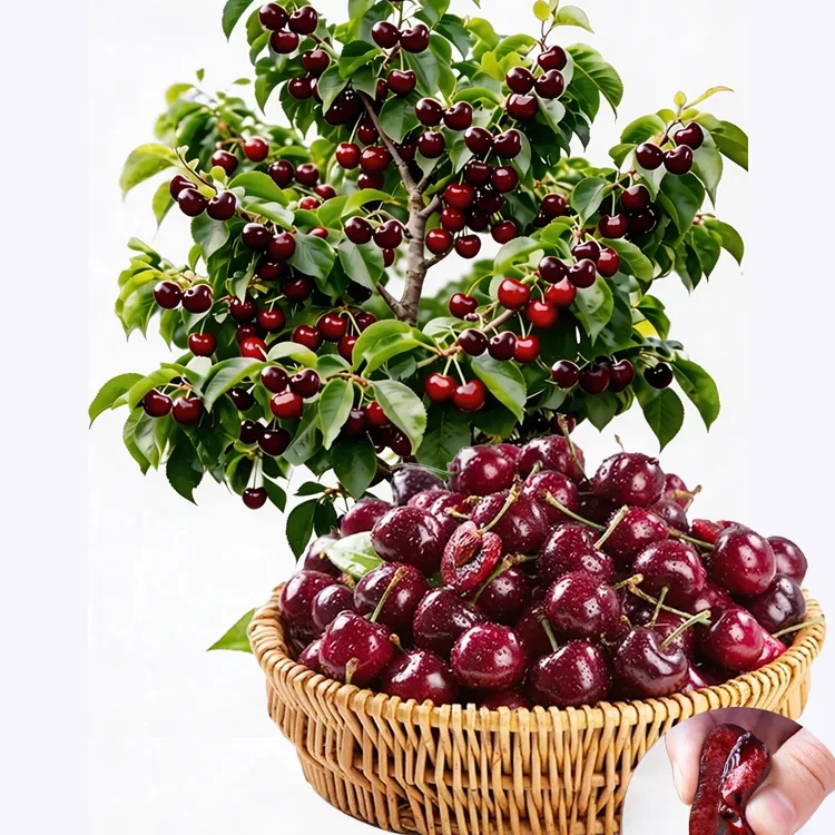 【No fruit, full refund】 Premium Giant Sweet Cherry Sapling