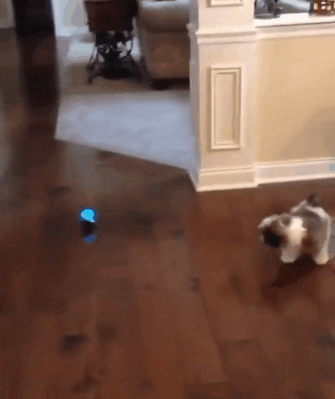 Energy-Release, Anxiety Calming Dog Ball 4pc Set - ALLIEBGH