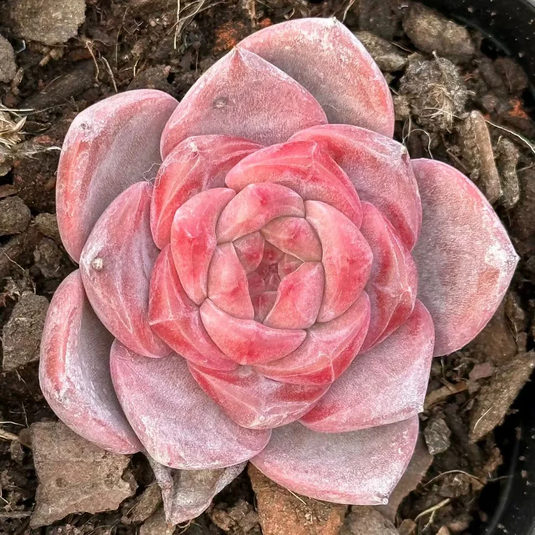 483.Amber single head 3-4cm/ Echeveria / Succulent plants / Garden landscape / Carefully select healthy plants