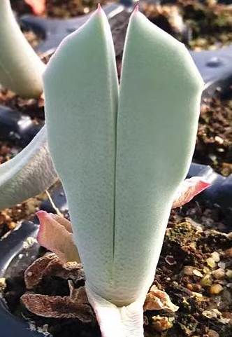 plant Aeonium Echeveria Haworthia  Caudex  Lithops Cactus  Agave 