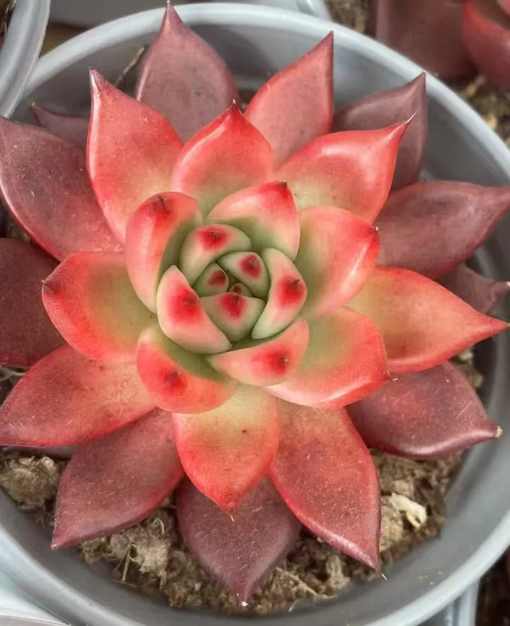 plant Aeonium Echeveria Haworthia  Caudex  Lithops Cactus  Agave 