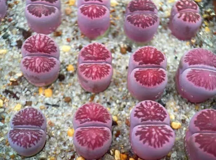 plant Aeonium Echeveria Haworthia  Caudex  Lithops Cactus  Agave 