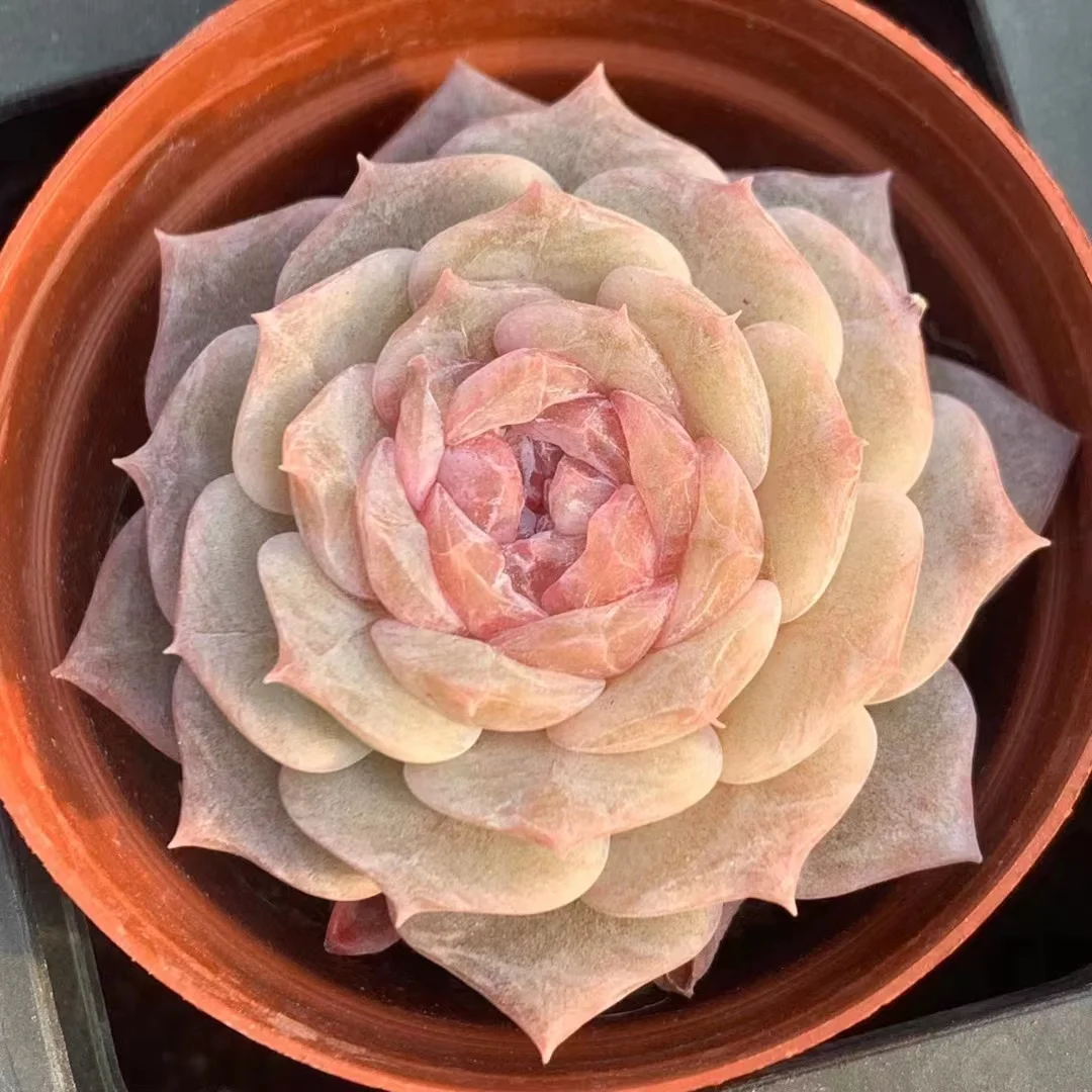 366.  Pure love single head 3-4cm/ Echeveria / Succulent plants / Garden landscape / Carefully select healthy plants