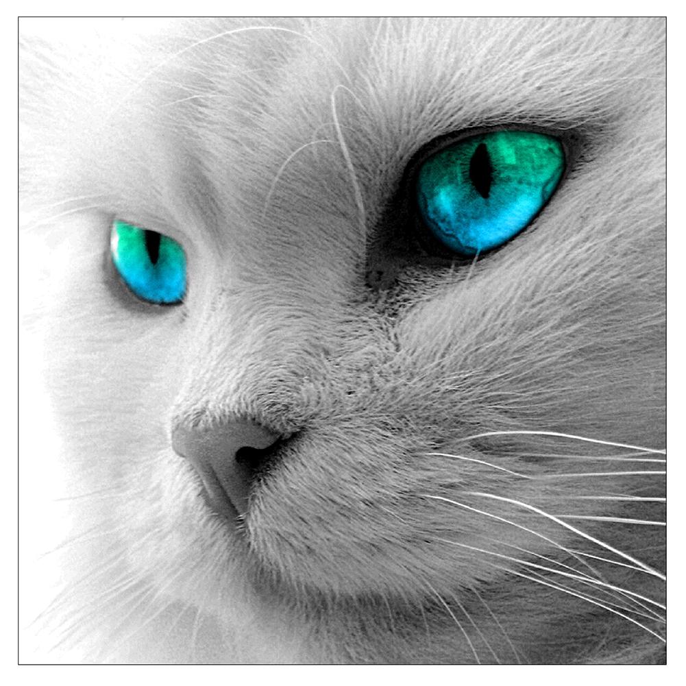 

25*25CM - Blue-Eyes Cat - Round Drill Diamond Painting, 501 Original