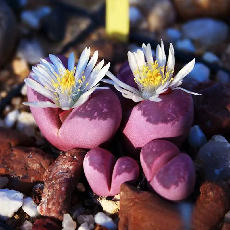 850.   Rubra 1-1.4cm single head / Lithops and Conophytum  /  Succulent plants / Garden landscape / Carefully select healthy plants