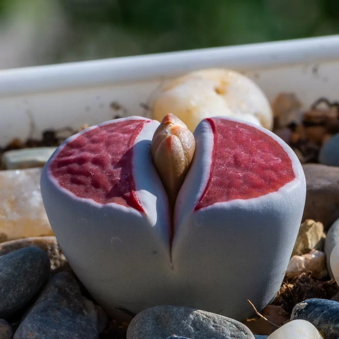 plant Aeonium Echeveria Haworthia  Caudex  Lithops Cactus  Agave 