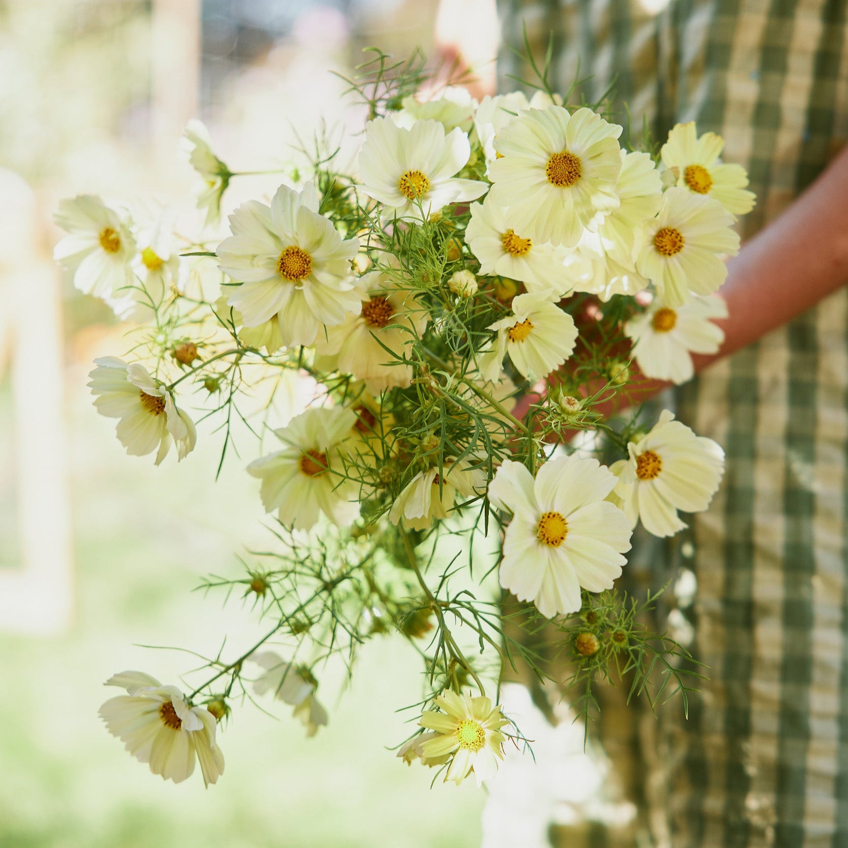 Cosmos Kiiro Flower | X 50 Seeds