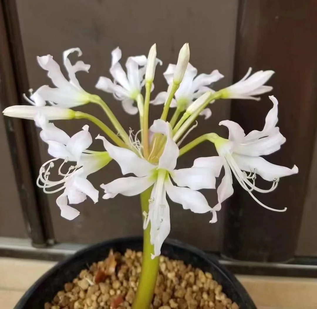 805.  brunsvigia gariepensis   2-2.5cm  / Caudex  / Succulent plants / Garden landscape / Carefully select healthy plants
