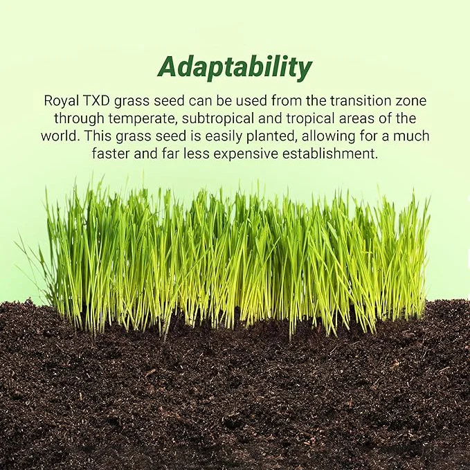 Royal TXD Bermuda Grass Seed