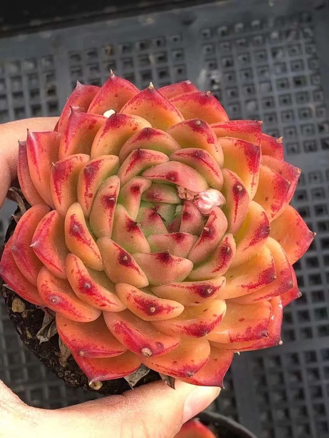 462.Echeveria Charleston. Single head 5-6cm/ Echeveria / Succulent plants / Garden landscape / Carefully select healthy plants