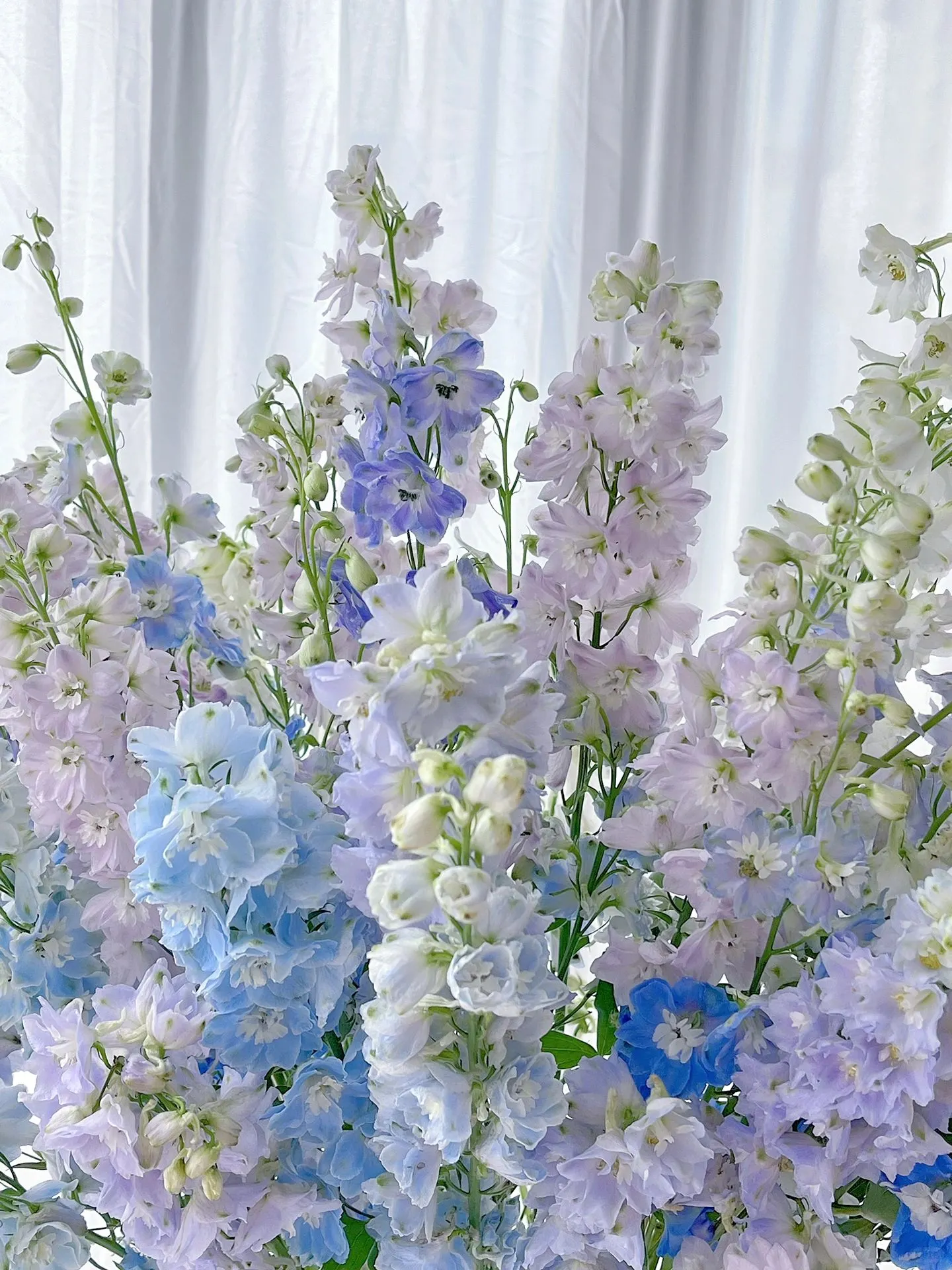 Delphinium Seeds-Mixed 7 Colors