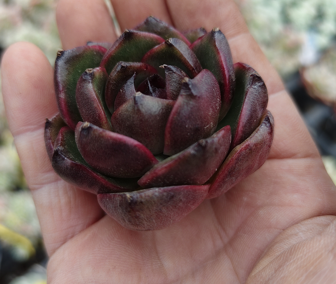 plant Aeonium Echeveria Haworthia  Caudex  Lithops Cactus  Agave 