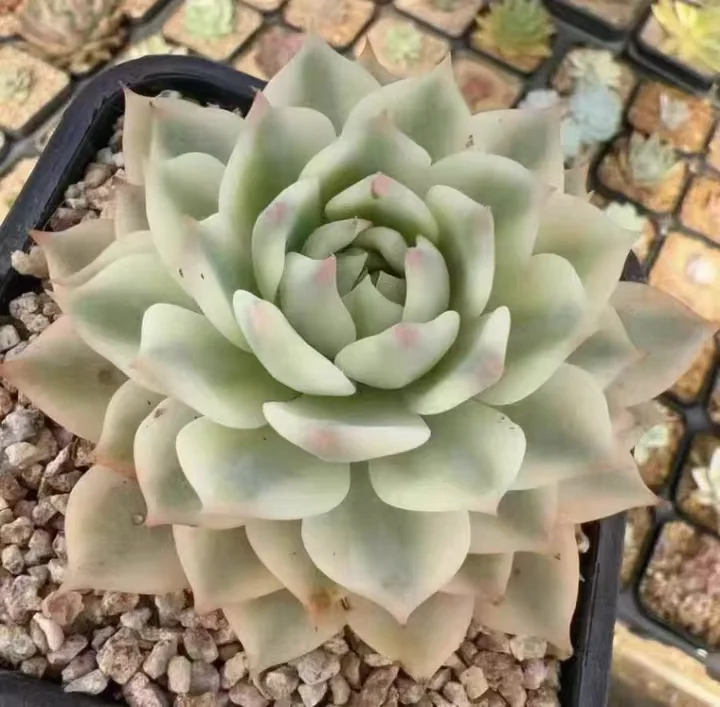 plant Aeonium Echeveria Haworthia  Caudex  Lithops Cactus  Agave 