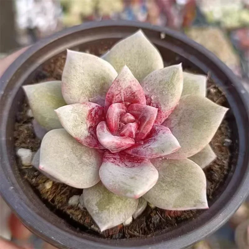 plant Aeonium Echeveria Haworthia  Caudex  Lithops Cactus  Agave 