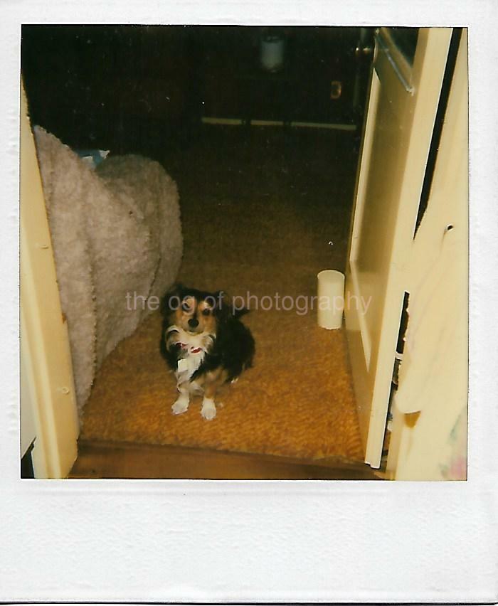 FAMILY DOG Vintage POLAROID Found Photo Poster paintingOriginal COLOR 13 22 J