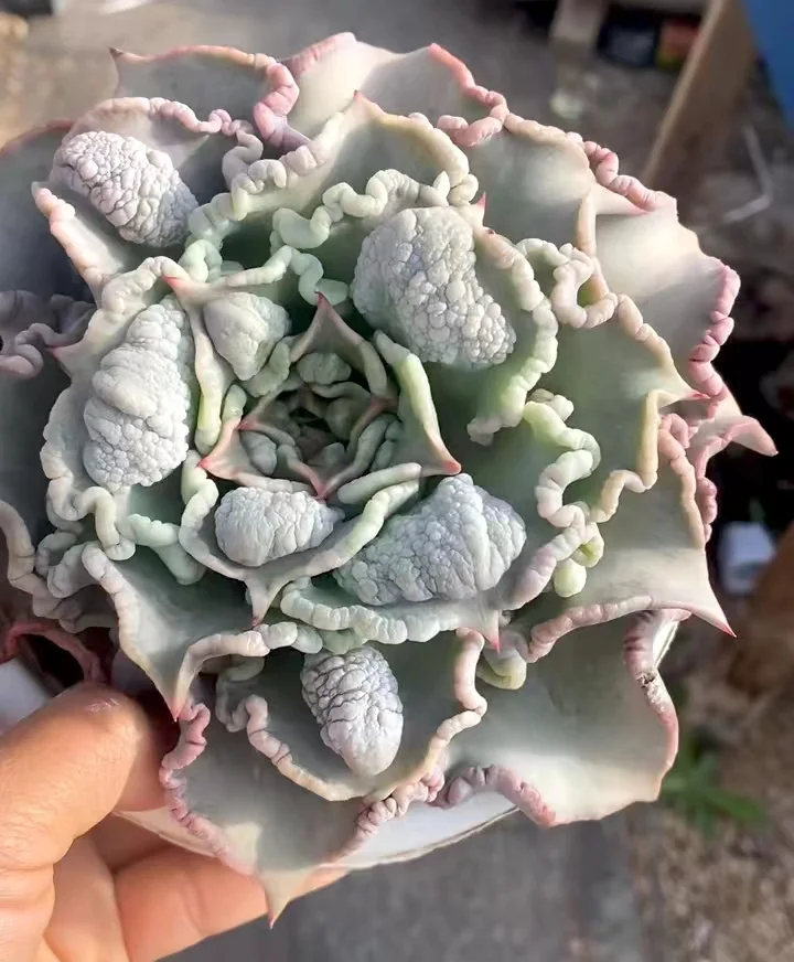 430.Echeveria Madiba var. single head 5-7cm/ Echeveria / Succulent plants / Garden landscape / Carefully select healthy plants